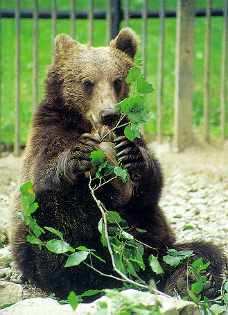 zoo_img_bear.jpg