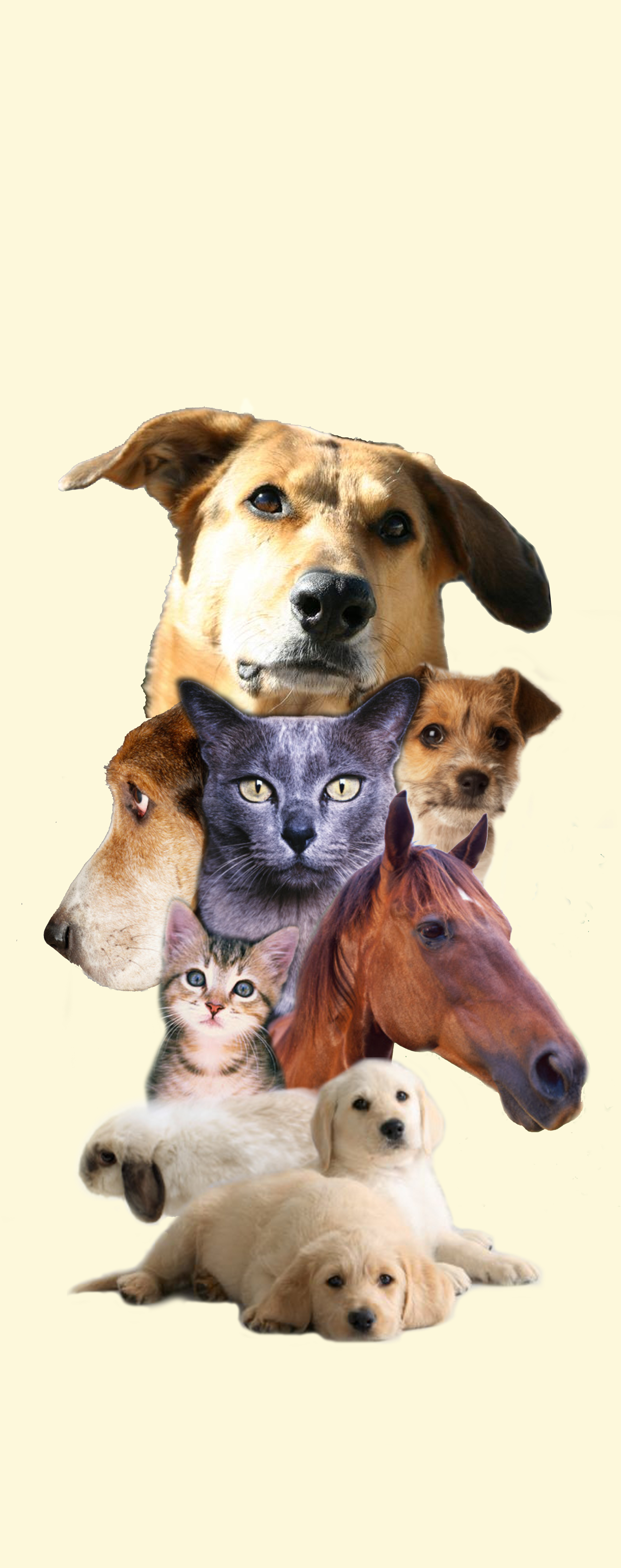 Banner(animals) copy.jpg