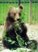 zoo_img_bear.jpg